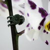 Clips Connex para orquídeas 30 uds - flor78840