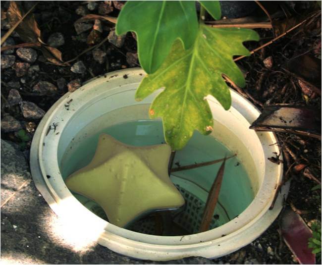 ComfortPool Starfish Cleansing Spuges