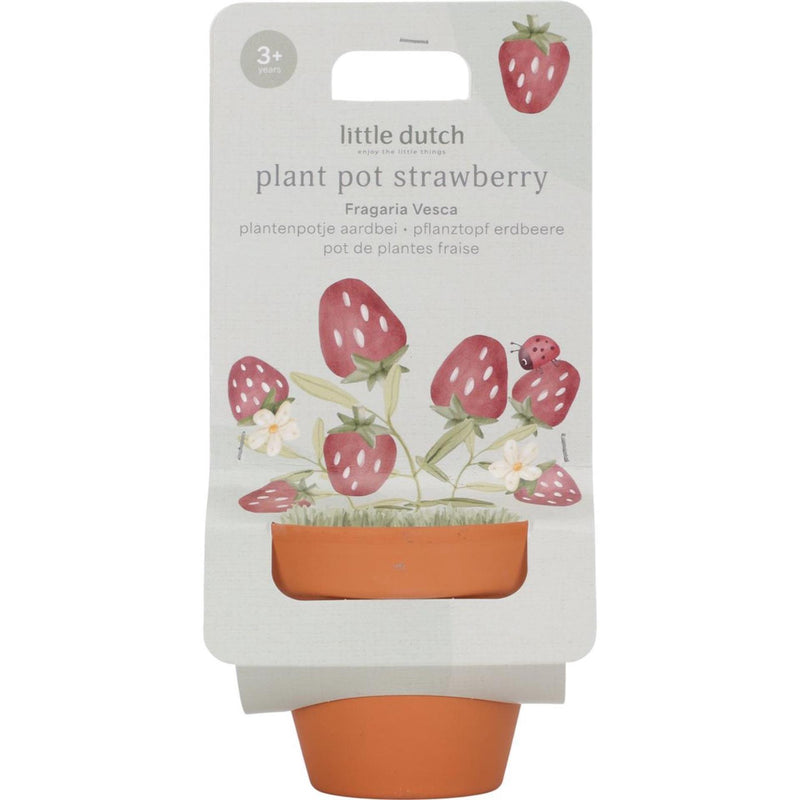 Piccolo vaso per piante di fragole olandese