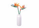 Strelitzia reginae aiton (m38-b1101-01)