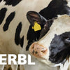 Producten halfronde koeborstel veeborstel blauwrood xl