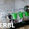 Secchio per vitelli Kerbl con tettarella igienica con valvola