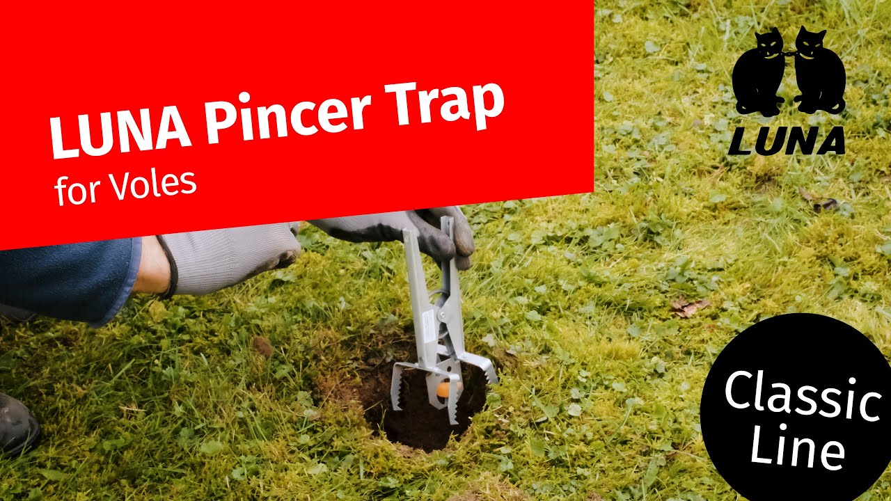Piastrina pinza talpa