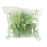 Kunstplant tillandsia groen 7.5 cm set van 5 | 24 stuks - afbeelding 2