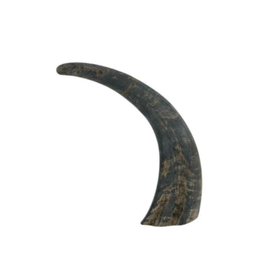 Cuerno de búfalo 25 cm | 24 piezas