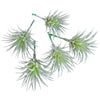 Planta artificialtillandsia verde 7,5 cm juego de 5 | 24 piezas