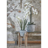 Supporto per piante in mica in legno 48 cm | 4 pezzi