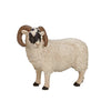 Mojo Tierras de cultivo de oveja negra Ram 387081