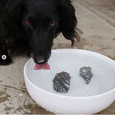 Dog Rocks Rocce per cani