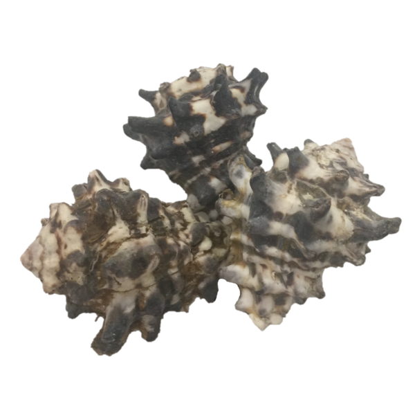 Juguetes de papoose Mengkudu Shell 5pc